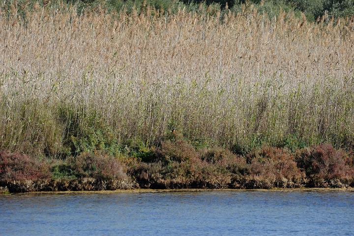 2Saline di Augusta 16.1.2011 (119).jpg